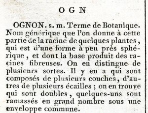 ognon